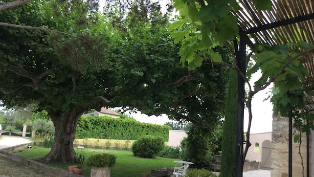 Un jardin avec un grand arbre, un banc en pierre et une structure en forme de pergola.