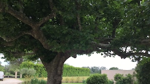 Un grand arbre se dresse dans un espace verdoyant bien entretenu, avec un chemin pavé et un bâtiment en arrière-plan.
