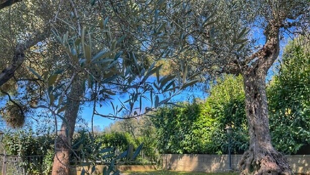 Un jardin agrémenté d’arbres adultes, d’un chemin en pierre et d’une clôture en métal.