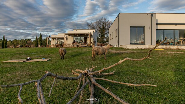 A modern house with a large glass window, a grassy yard, and sheep grazing.
