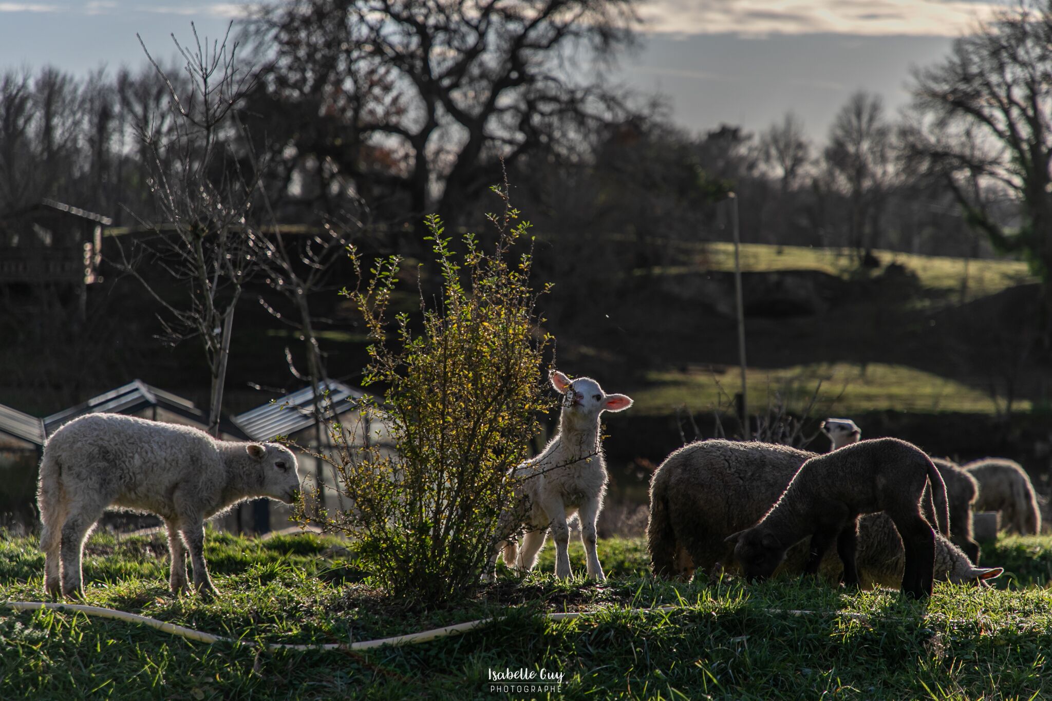 Un paisaje rural con un grupo de ovejas pastando.