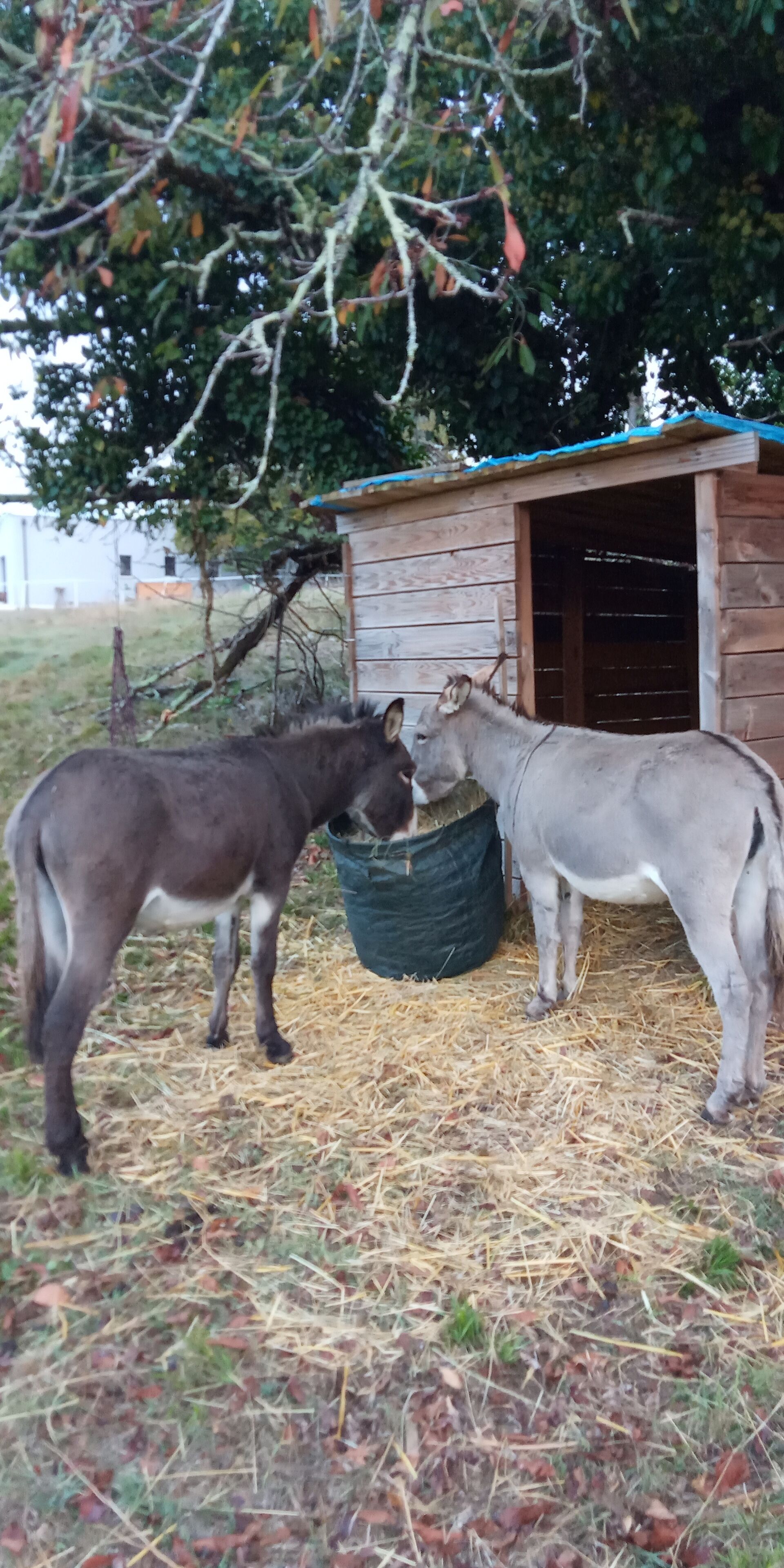 Two donkeys standing on straw with a wooden structure in the background.
