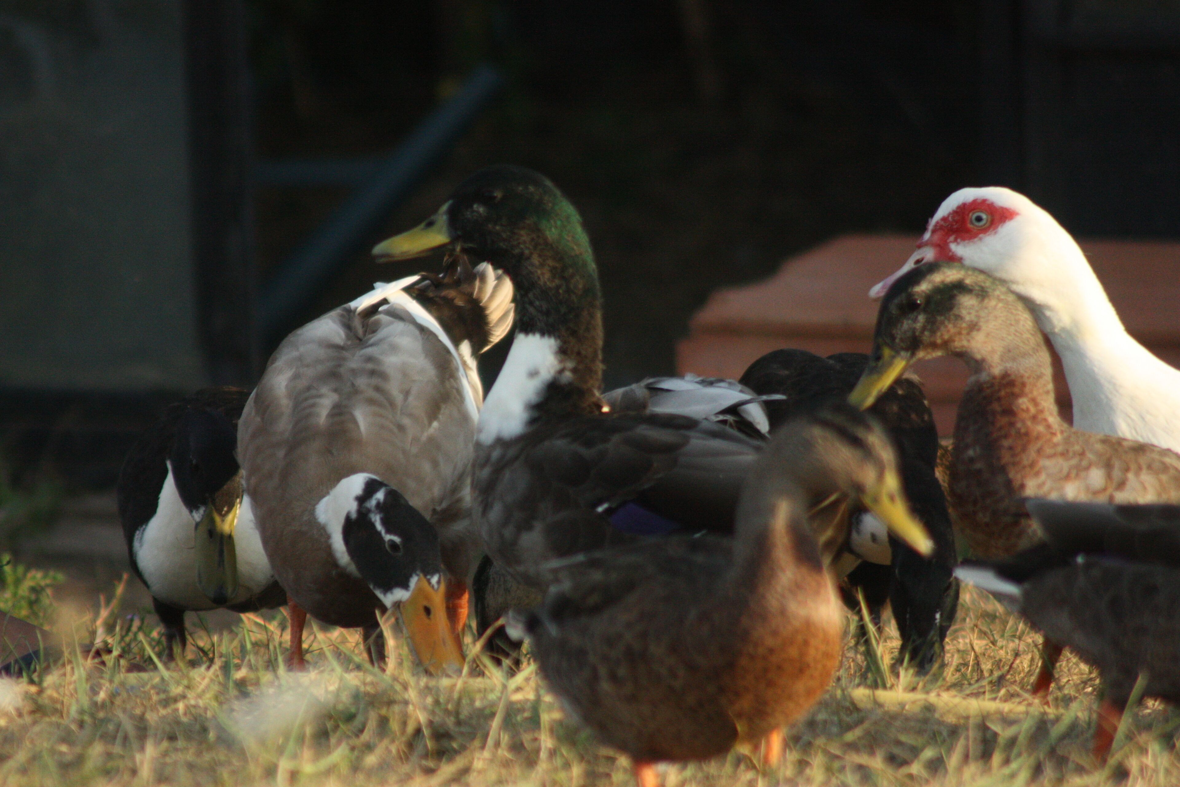 Un groupe de canards dans une zone herbeuse.