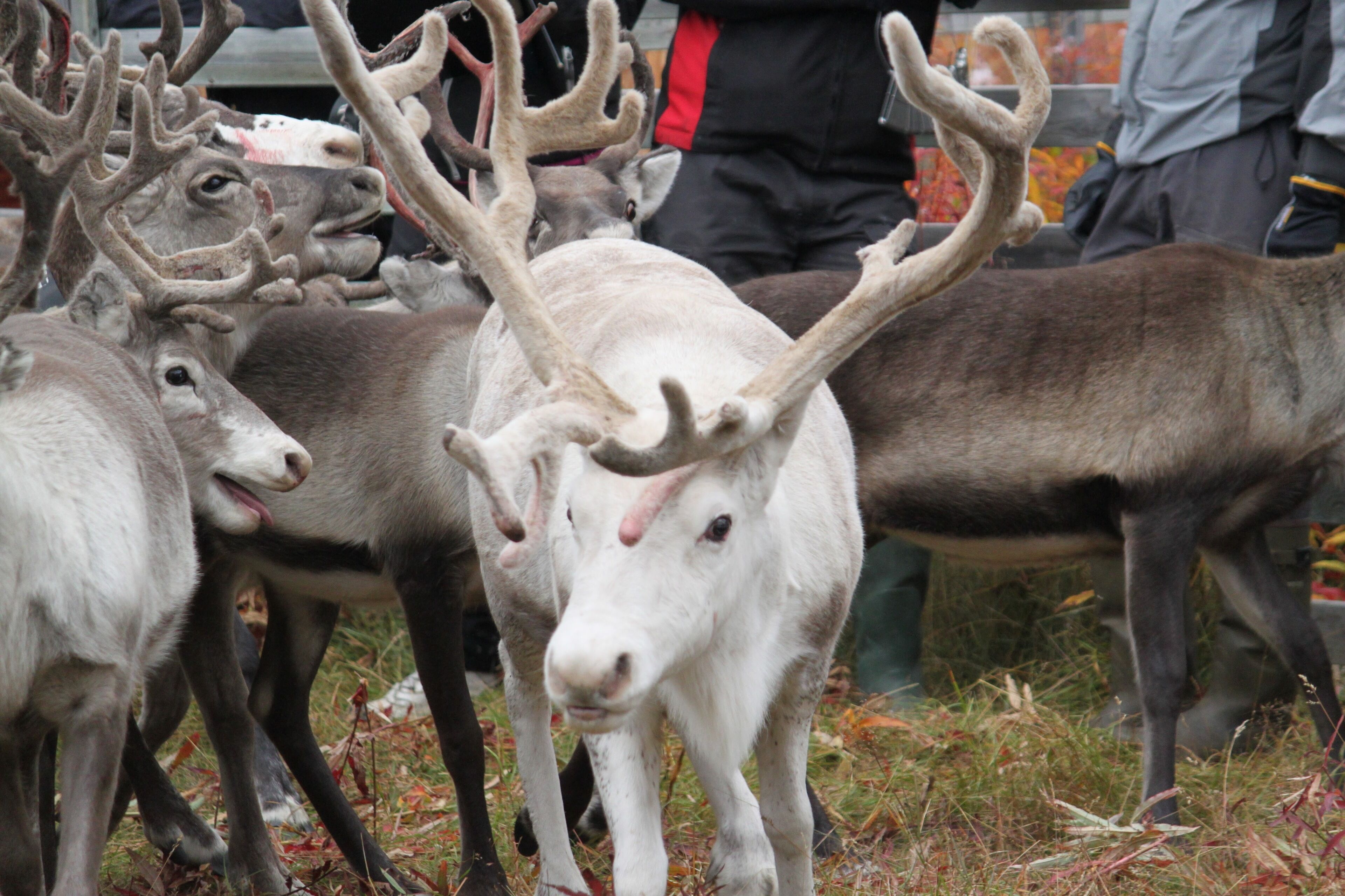 A group of reindeer with large antlers gathered in a natural setting.