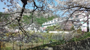 A building with a green sign, surrounded by cherry blossoms. - Hotel Koryu (Fujikawaguchiko)