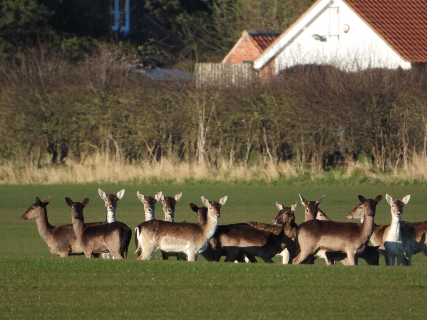 Eine Hirschherde auf einer grünen Wiese, im Hintergrund ein weißes Gebäude.
