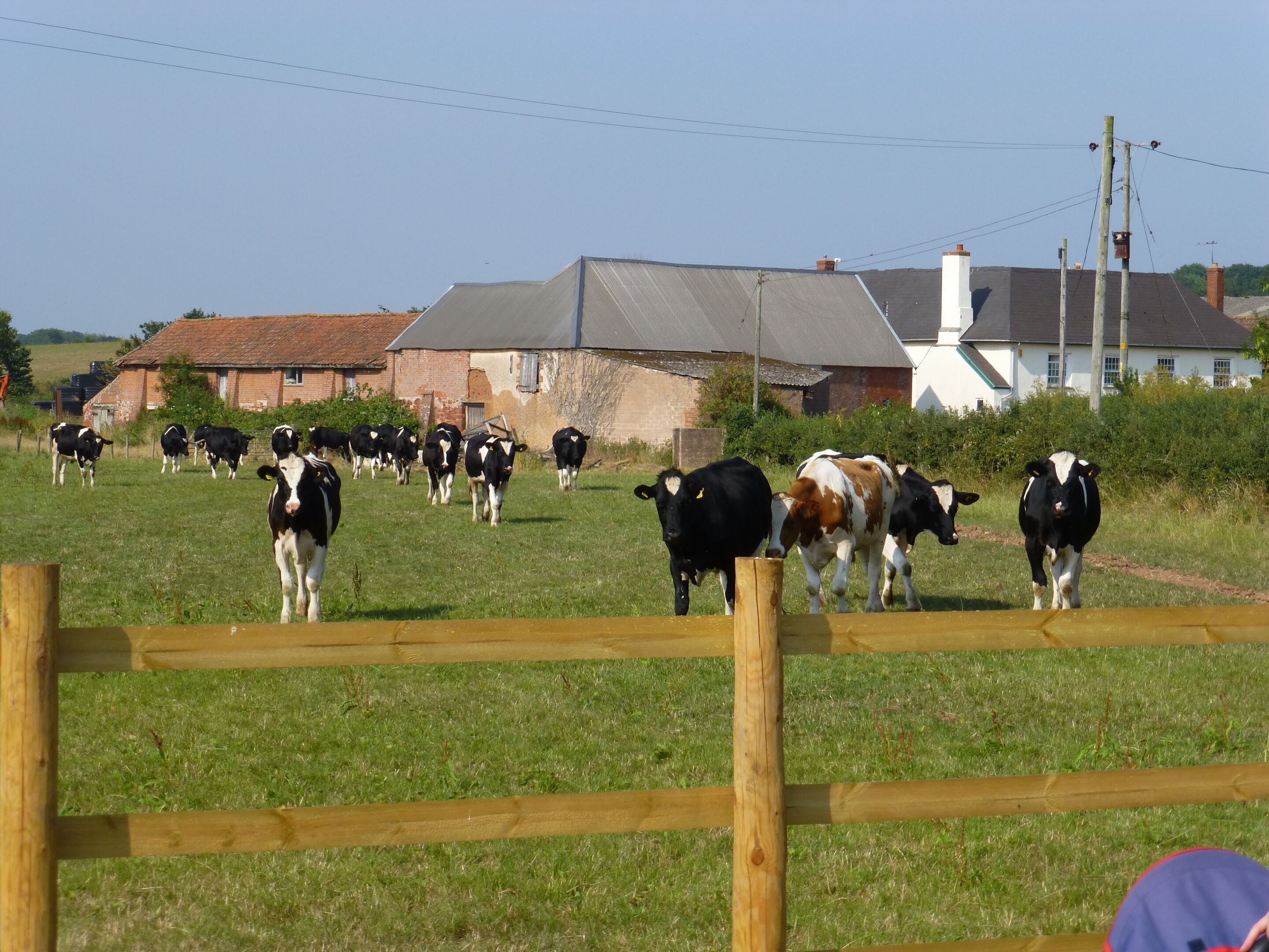 Un paysage rural avec un troupeau de vaches dans un champ, une clôture en bois et des maisons en arrière-plan.