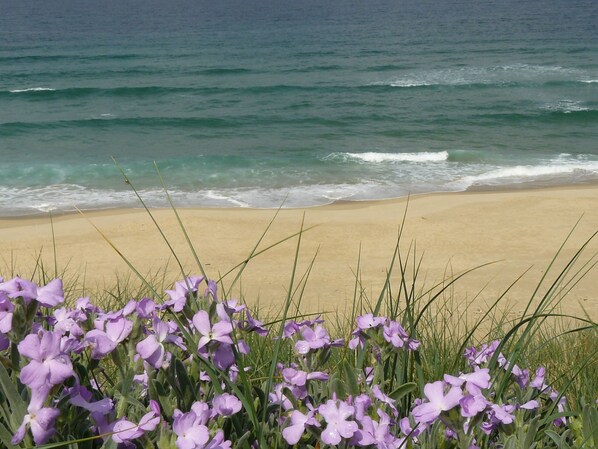 Beach nearby - DREAM HOLIDAYS _ NATURIST PARADISE (Arcachon Bay-Cap Ferret) (Le Porge)