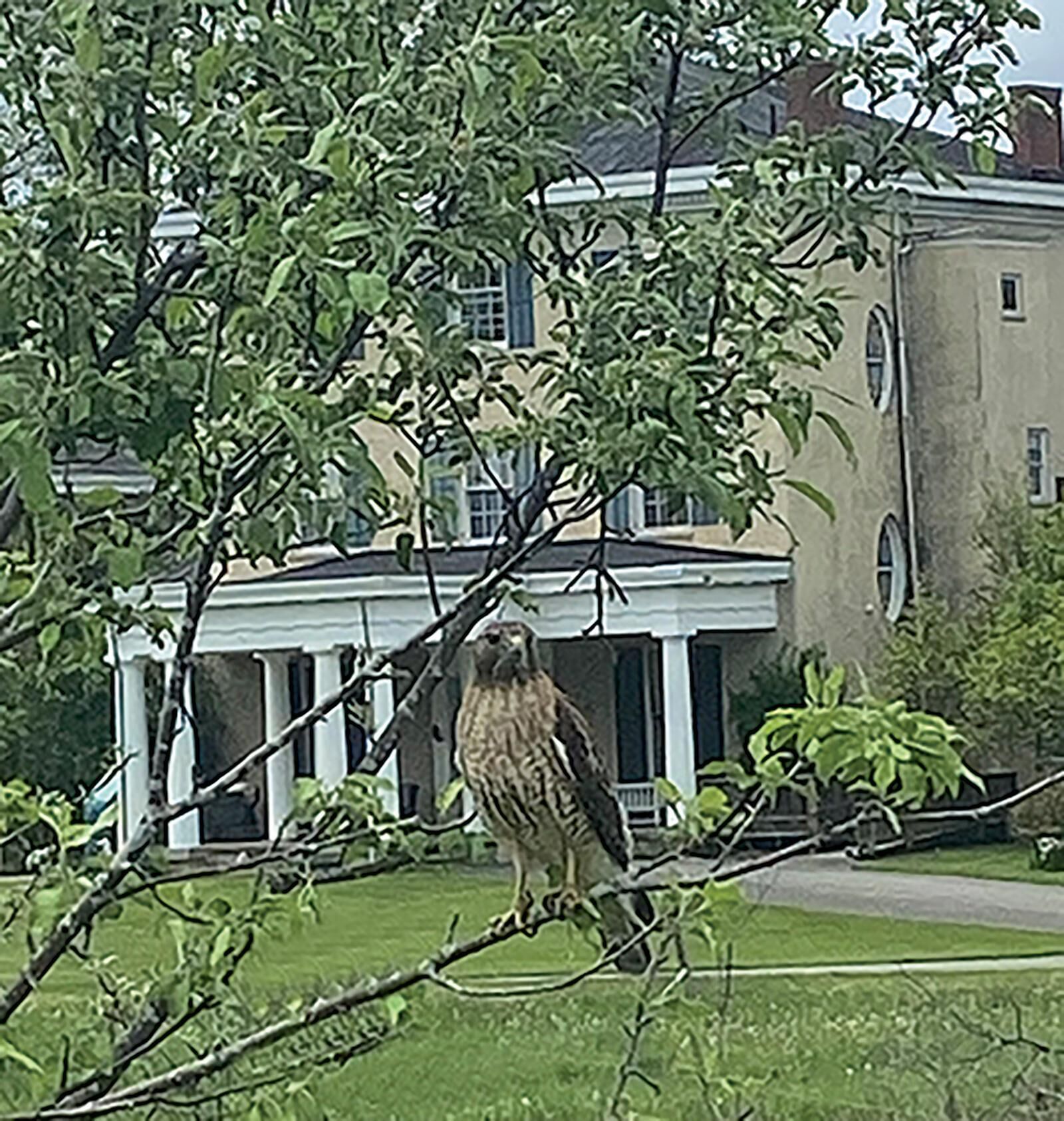 En fugl sidder på en gren foran en bygning med veranda og søjler.