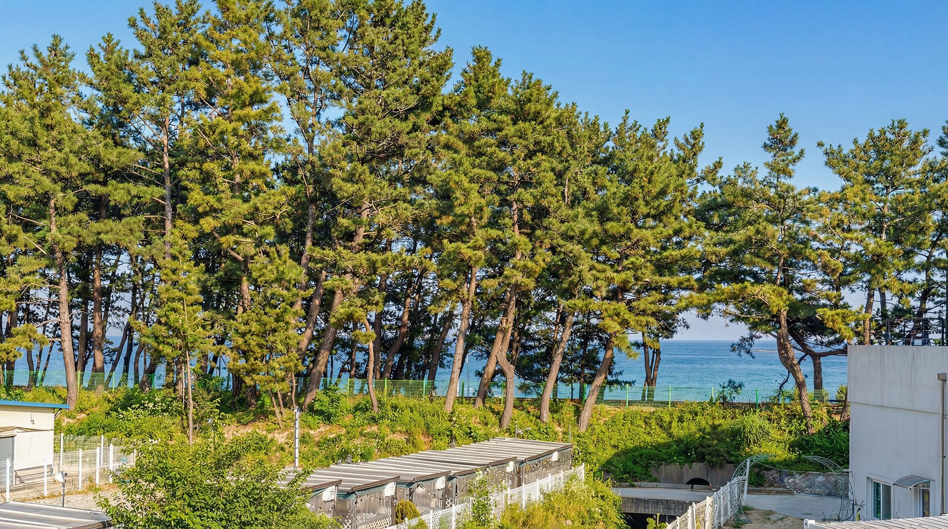 A coastal area with tall pine trees, a clear sky, and a view of the sea.