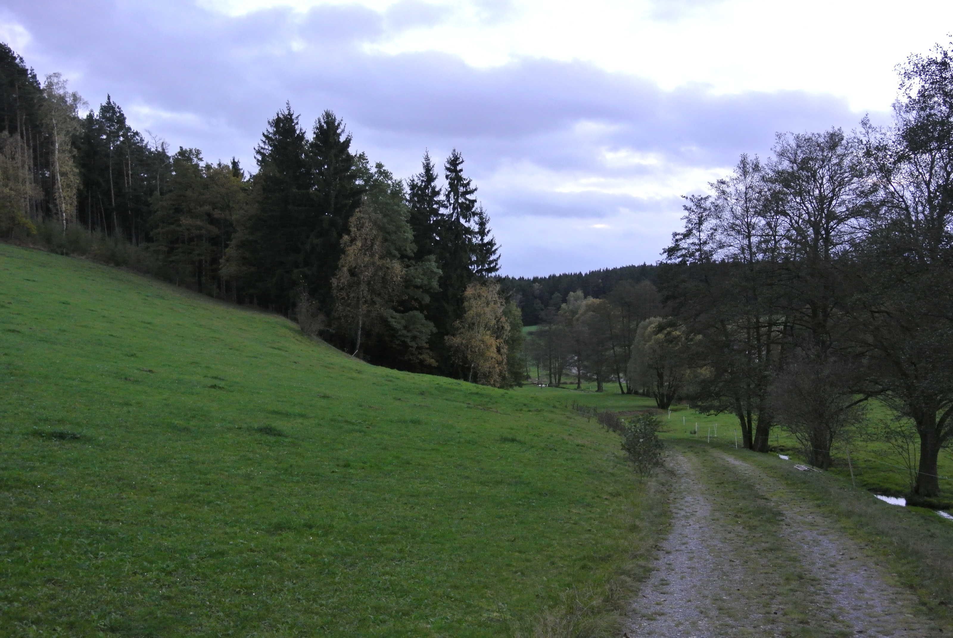 Ein grasbewachsener Hügel mit einem Feldweg, der durch ein bewaldetes Gebiet führt.