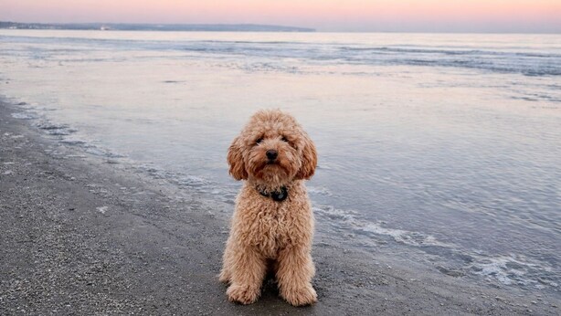 A dog standing on a beach with a calm sea and a clear sky in the background. - Ferienhaus Vietgest, Deutschland (Lalendorf)