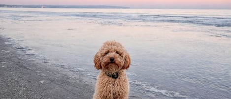 Playa