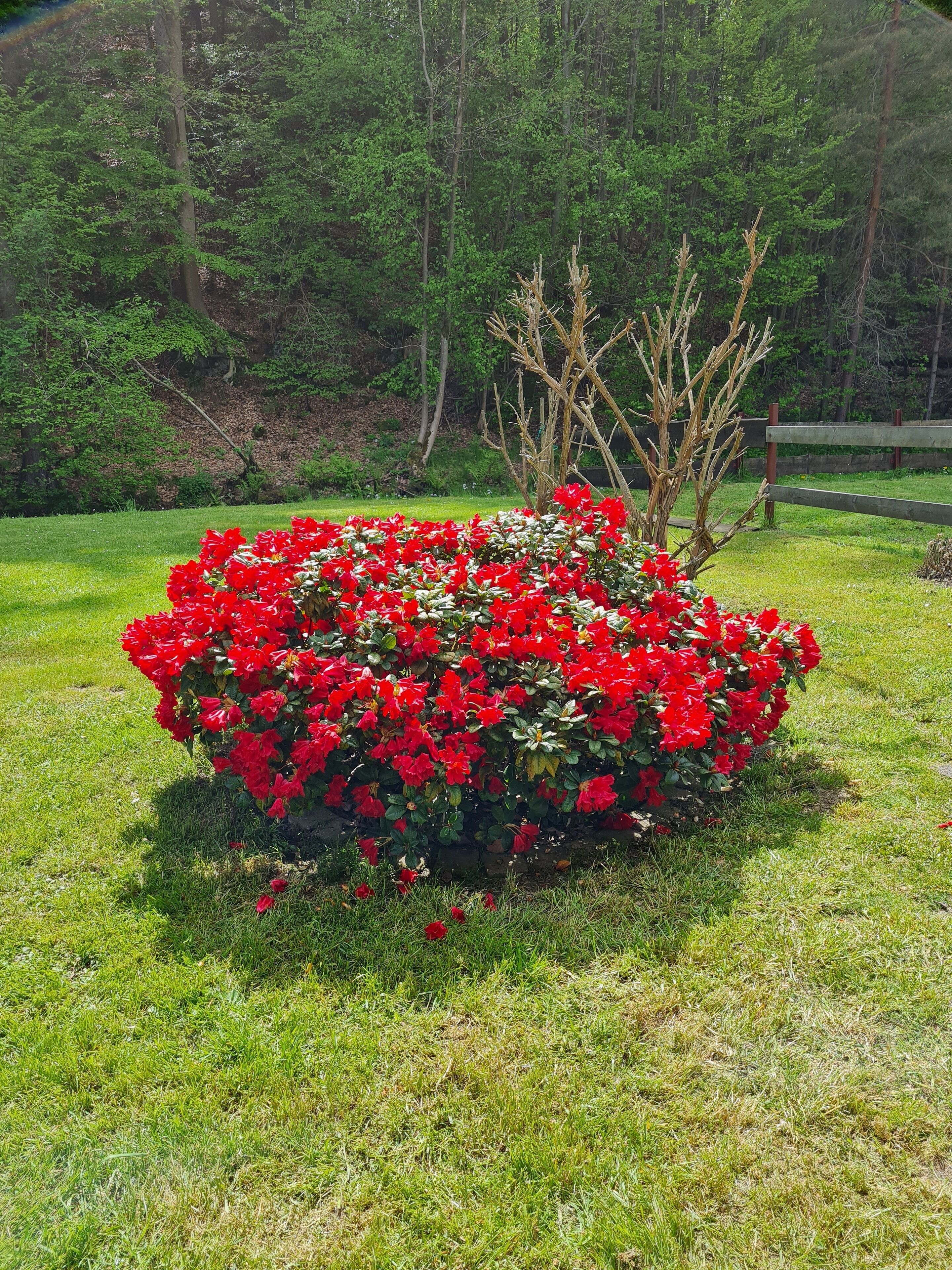A garden with a dense cluster of red flowers, surrounded by grass and a wooden fence.