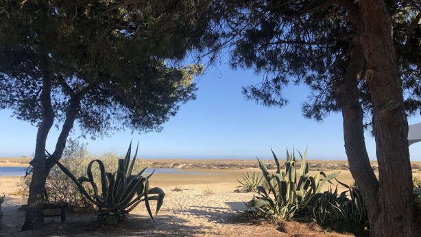 Een natuurlandschap met bomen, cactussen en een zandstrand.