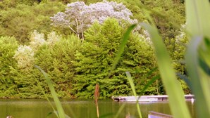 Vista tranquila de um lago, com vegetação densa e um píer que se estende sobre a água.