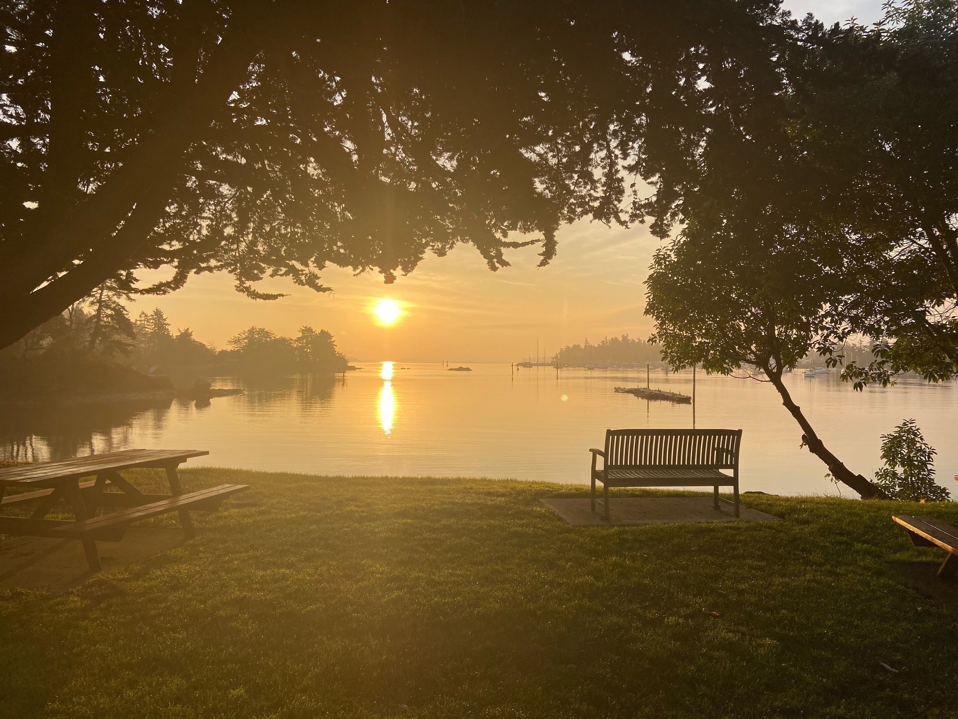 Un banc sous un arbre, au bord d’un lac paisible, au lever du soleil.