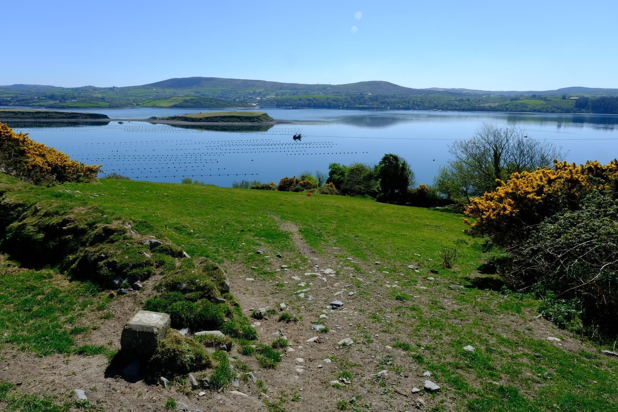 A clear view of a lake with a path leading to it, surrounded by grassy areas and some yellow flowering bushes.