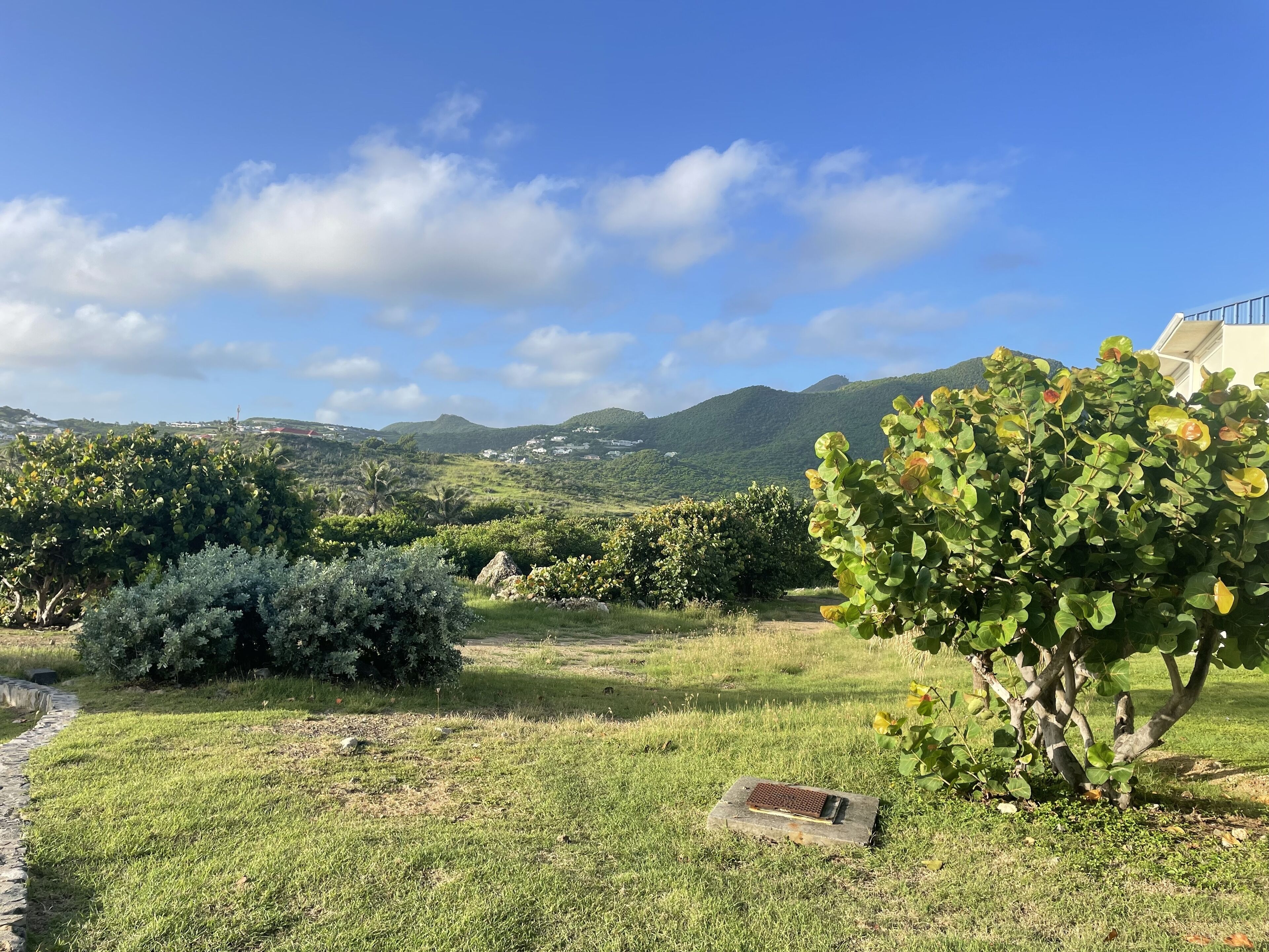 A grassy landscape with a stone pathway, a tree with yellow flowers, and a distant view of houses and mountains under a clear sky.