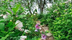 A garden pathway surrounded by lush greenery and flowering plants. - Vista Michigana, Lake Michigan (Riverside)
