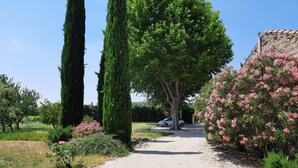 Un vialetto sterrato conduce a un edificio con facciata in pietra, circondato da cipressi e cespugli fioriti.