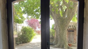 Una porta in legno scuro con pannelli di vetro che si apre su un'area sterrata con piante in vaso e un albero.