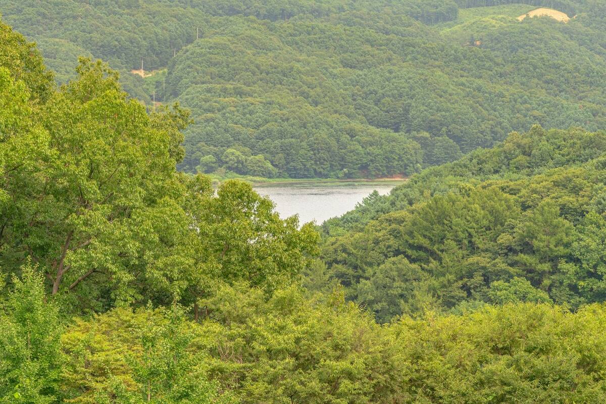 A dense forest with a lake in the valley.