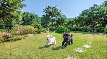 Dos perros jugando en un área verde al aire libre con árboles y rocas.
