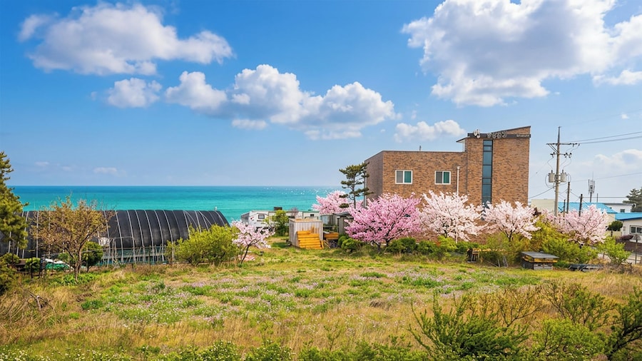 Gosung Christmas Pension