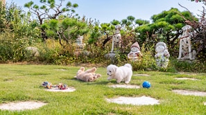 Uma área gramada com um cão branco, uma bola azul e um brinquedo de corda colorido.
