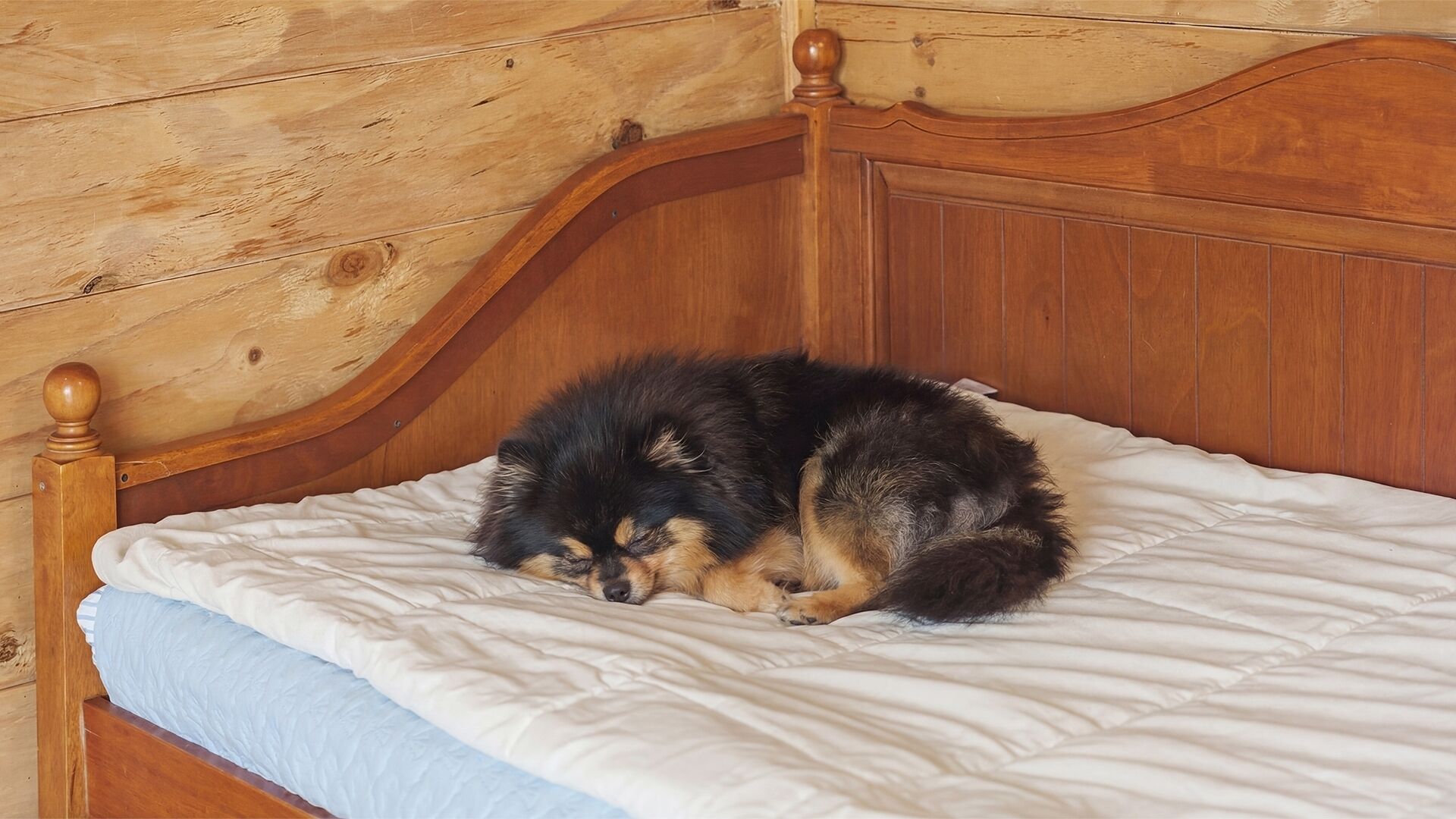 Basic-Zimmer, 1 Schlafzimmer (Chocomint ( F1 / 1 Dog Stay Free)) | 1 Schlafzimmer, kostenloses WLAN