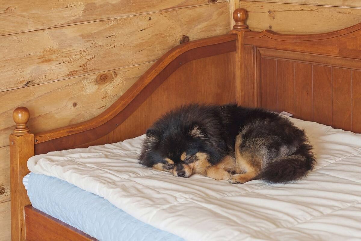 基础客房, 1 间卧室 (Chocomint ( F1 / 1 Dog Stay Free)) | 1 多间卧室、免费 WiFi
