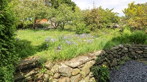 A garden with a stone wall, various plants, and trees. - Idan House (Llanfairpwllgwyngyll)