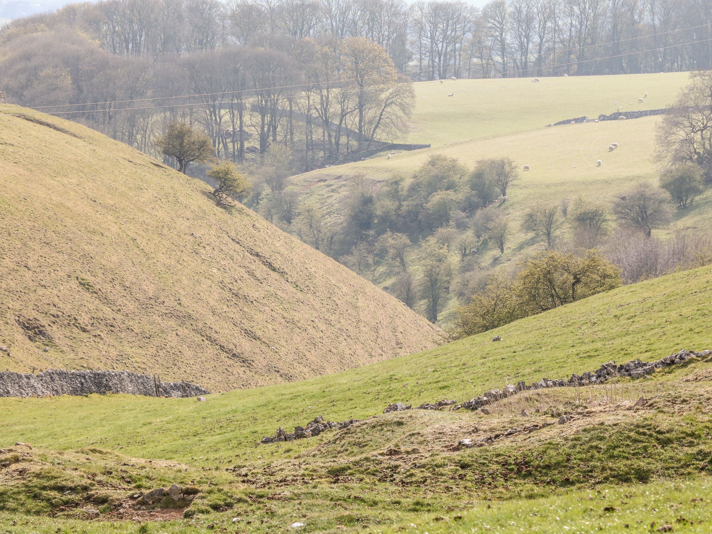 Ländliche Landschaft mit sanften Hügeln, vereinzelten Bäumen und einer Steinmauer.