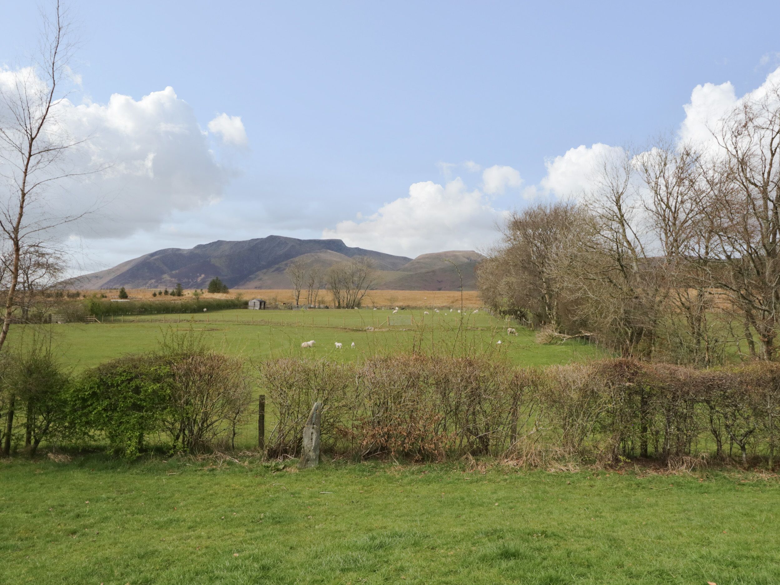 A rural landscape with green fields, a few scattered trees, and a mountain in the background.