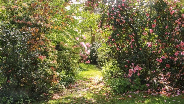 A garden pathway surrounded by lush greenery and blooming pink flowers. - The Garden Lodge (Bridgnorth)