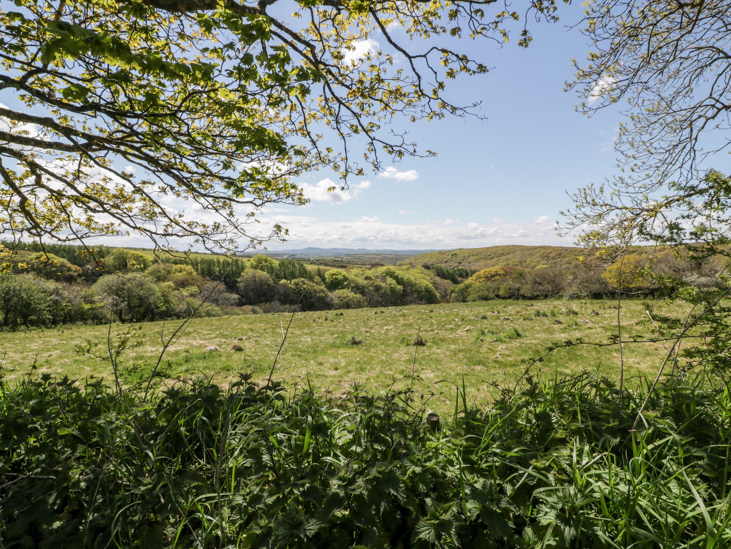 A natural landscape with a grassy field, trees, and a distant mountain range.