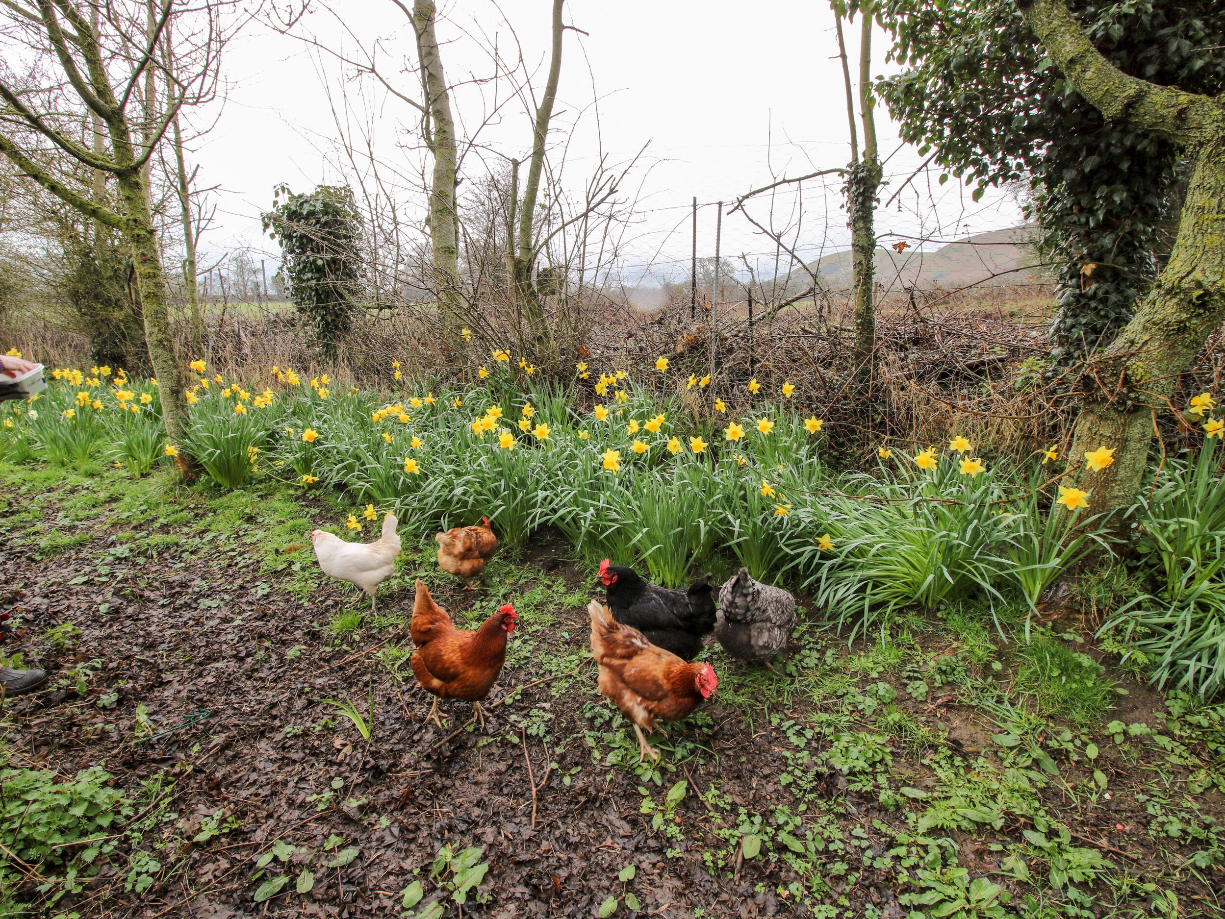 Een tuin met narcissen en kippen.