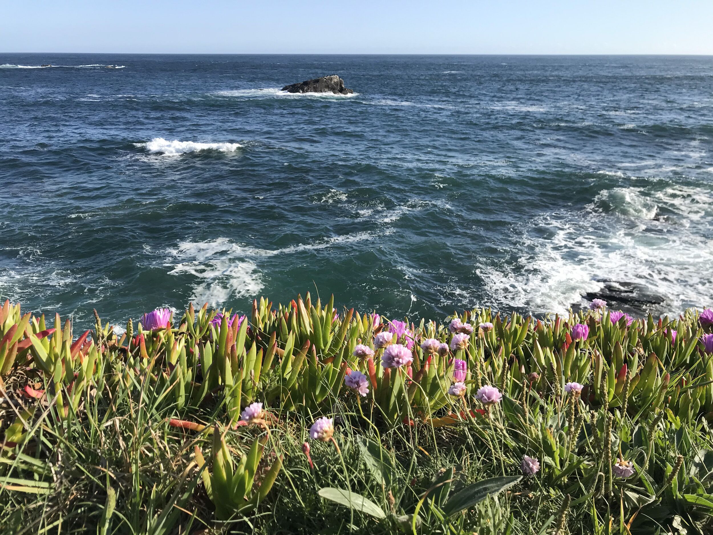 A coastal landscape with rocky outcrops and purple flowers in the foreground.