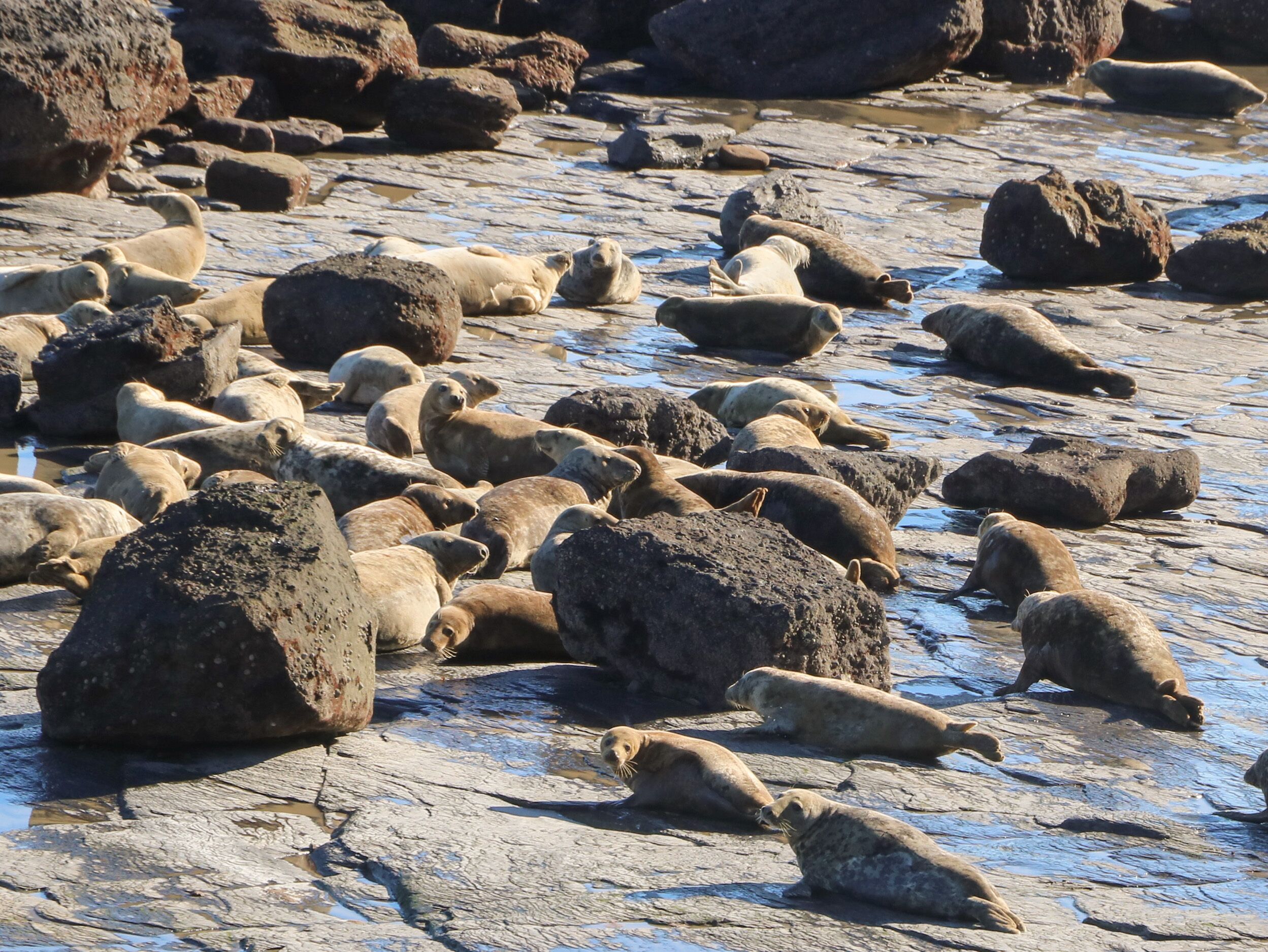 A rocky beach with numerous seals resting on the rocks.