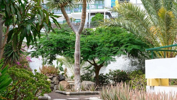 Un sendero en un jardín con diversas plantas y un edificio blanco al fondo.