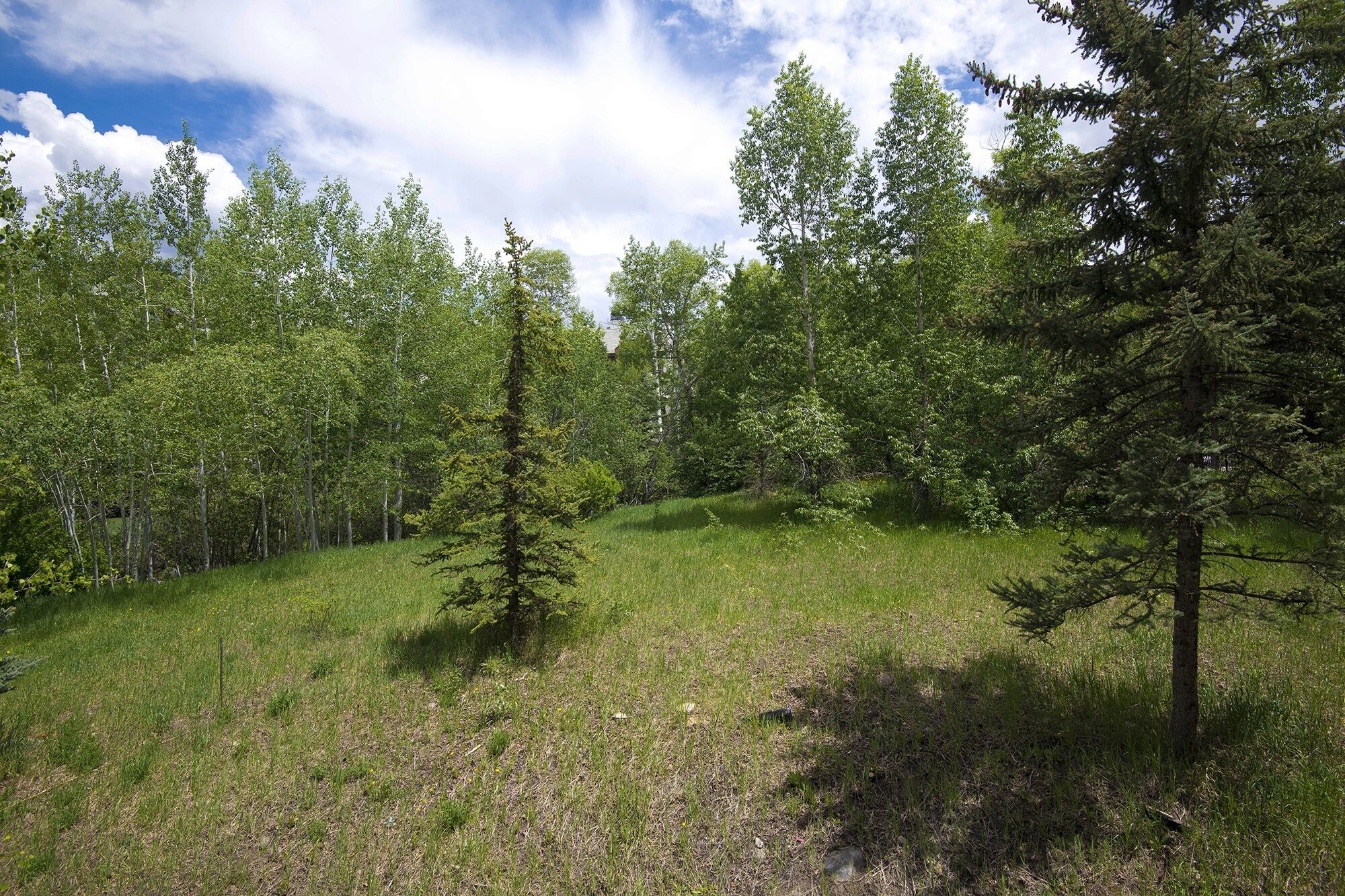 A natural landscape with a variety of trees and a grassy field.