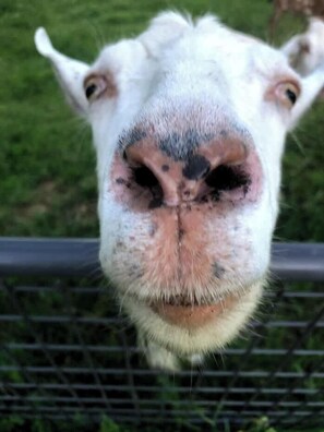 Primer plano del rostro de un animal, probablemente una llama o alpaca, con el hocico y los ojos visibles, sobre un fondo de hierba verde.