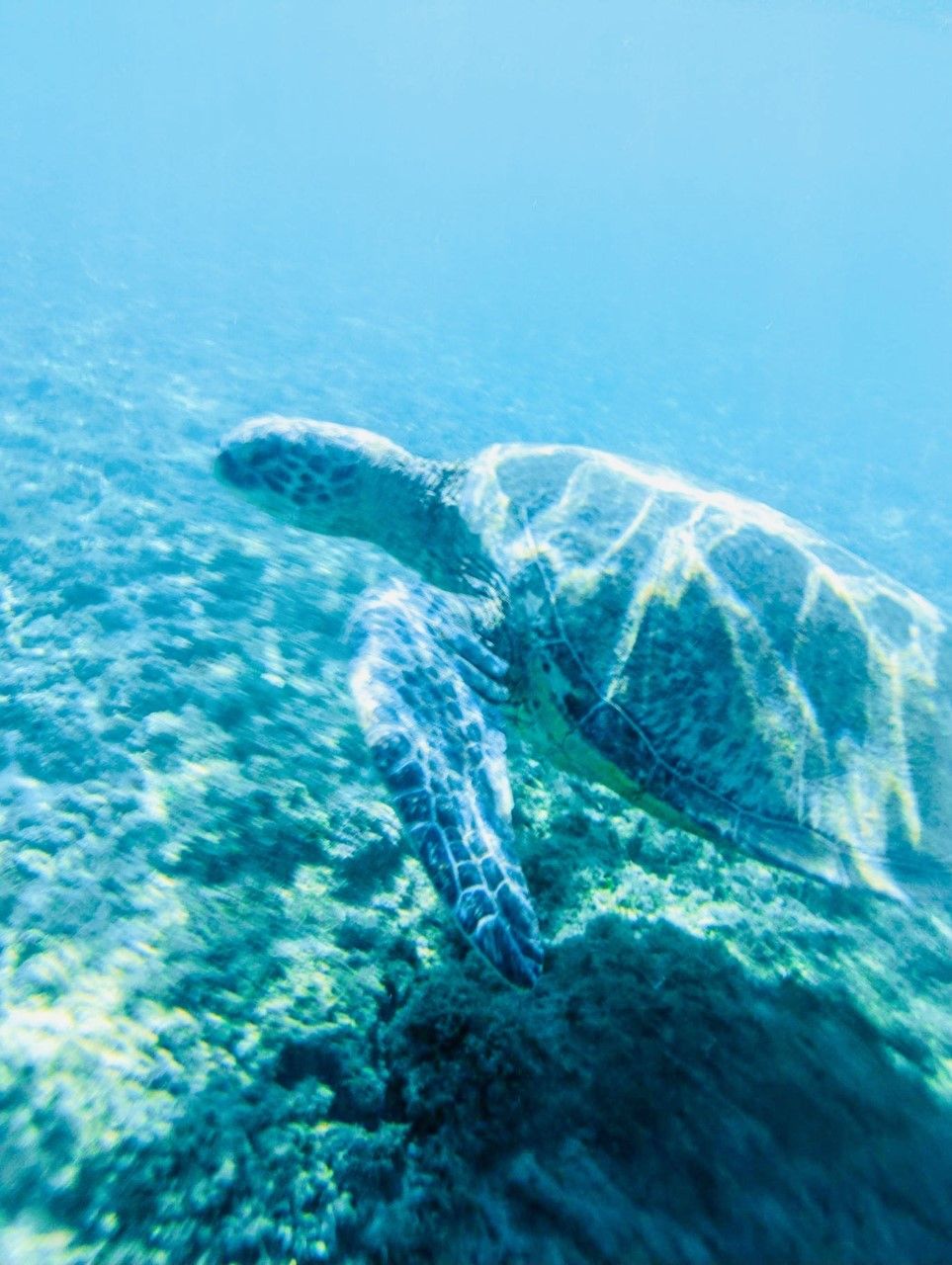 A sea turtle swimming in clear blue water.