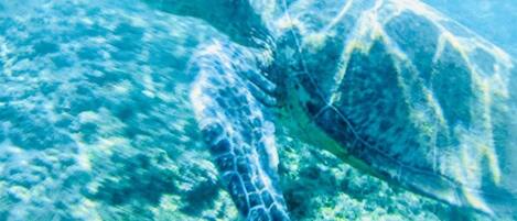 A sea turtle swimming in clear blue water.