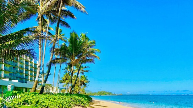A beach with palm trees, a hotel, and clear blue water. - Pheapie Beach Retreat, Beachfront, W/ Air Conditioner, Large Lanai (Hauula)
