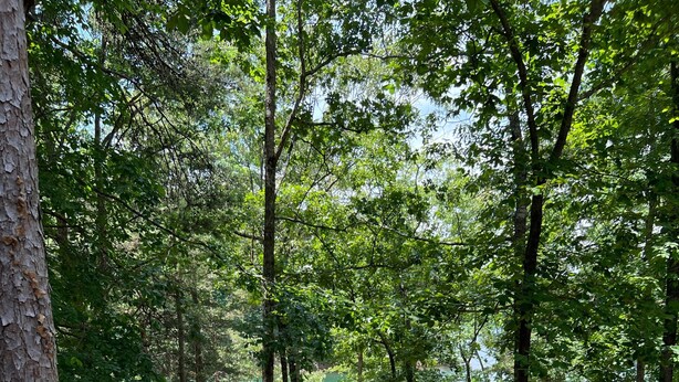 A hammock and a red mat in a wooded area with a path leading to a body of water. - THIRTEEN FEET of water at our dock currently SUPER CUTE On the lake, Deep Water  (Hartwell)