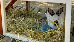 Un enclos pour animaux en bois, doté d’un plancher en treillis métallique, d’une porte en bois avec une plaque en laiton et d’une fenêtre.