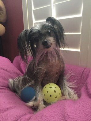 Pet-friendly