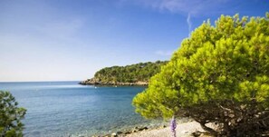 A coastal landscape with a clear sky, a rocky shoreline, and a tree with green foliage.
